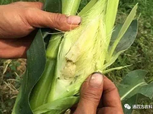 ���׶d���c�՗U��ԭ����