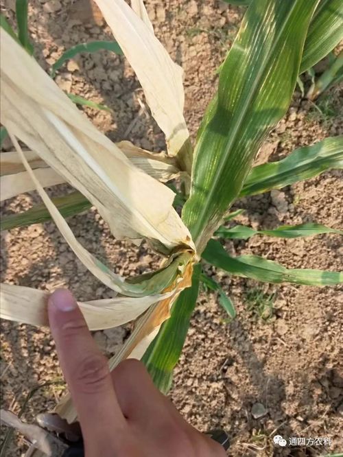 ���쵽��(l��i)��������ģʽ���_������(du��)������ɶΣ��������A(y��)����