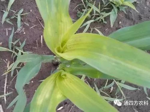 ���הQ����ô�k����ץ�o��Q��(hu��)Ӱ푮a(ch��n)��!!!