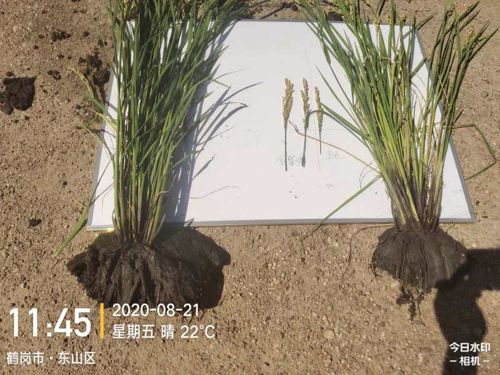 ͨ�ķ��r(n��ng)�Ƹ����;��׏�(f��)�Ϸ���ˮ���ϵ�Ч�����F(xi��n)